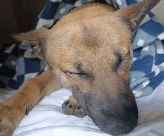 Illustration de l'article : Un homme plonge sans hésiter dans une montagne de déchets et d'eaux usées pour secourir un chien piégé depuis la veille