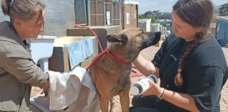 Illustration de l'article : Un homme plonge sans hésiter dans une montagne de déchets et d'eaux usées pour secourir un chien piégé depuis la veille