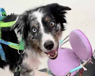 Illustration de l'article : Tellement fier d'aider sa maîtresse, ce chien d'assistance lui apporte une chaise sur laquelle elle ne pourra jamais s'asseoir