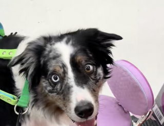 Illustration de l'article : Tellement fier d'aider sa maîtresse, ce chien d'assistance lui apporte une chaise sur laquelle elle ne pourra jamais s'asseoir