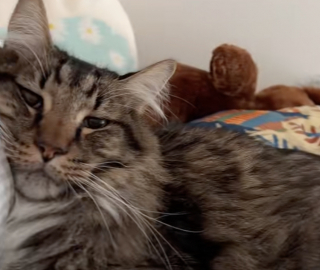 Illustration de l'article : Une propriétaire dévoile en vidéo le doux quotidien qu’elle partage avec son chat sénior adopté dans un refuge 