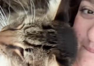 Illustration de l'article : Une propriétaire dévoile en vidéo le doux quotidien qu’elle partage avec son chat sénior adopté dans un refuge 