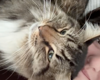 Illustration de l'article : Une propriétaire dévoile en vidéo le doux quotidien qu’elle partage avec son chat sénior adopté dans un refuge 