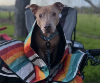 Illustration de l'article : La famille d'un chien disparu dans la nature place ses ultimes espoirs entre les mains d'un opérateur de drone expérimenté et déterminé
