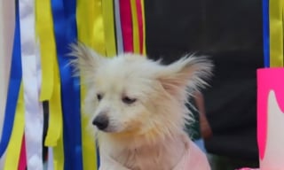 Illustration de l'article : Ils adoptent un chien au refuge puis l'y ramènent au bout d'une heure à cause de son haleine