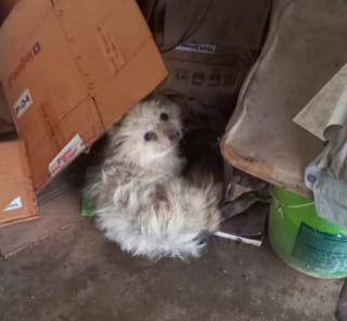 Illustration de l'article : Ils adoptent un chien au refuge puis l'y ramènent au bout d'une heure à cause de son haleine