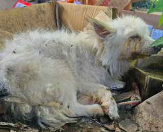 Illustration de l'article : Ils adoptent un chien au refuge puis l'y ramènent au bout d'une heure à cause de son haleine