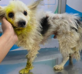 Illustration de l'article : Ils adoptent un chien au refuge puis l'y ramènent au bout d'une heure à cause de son haleine