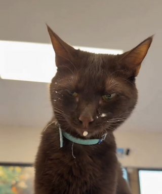 Illustration de l'article : Obsédée par l'odeur du café, cette chatte noire oblige la propriétaire à afficher une mise en garde pour les clients (vidéo)