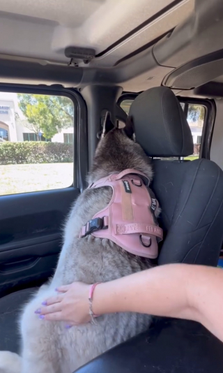 Illustration de l'article : Vexée de devoir quitter l'animalerie, cette femelle Husky tourne ostensiblement le dos à sa maîtresse pour protester (vidéo)