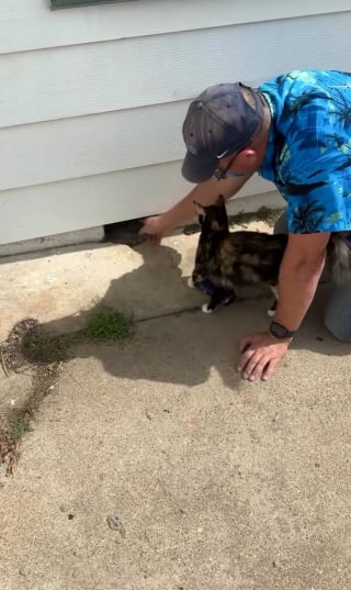 Illustration de l'article : Abandonnés lors du déménagement de leurs anciens propriétaires, 3 chatons et leur maman peuvent désormais espérer une nouvelle vie (vidéo)