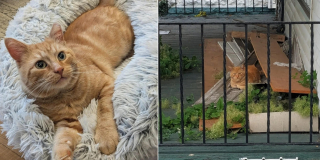 Illustration de l'article : Pendant des mois, un chat errant observe ses congénères mener une vie heureuse chez leur propriétaire avant de se décider à se joindre à eux