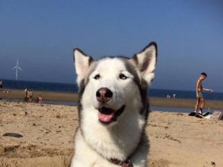 Illustration de l'article : Alertée par les hurlements d’une femme, cette vétérinaire sort de son cabinet en courant et met tout en oeuvre pour sauver une chienne en arrêt cardiaque