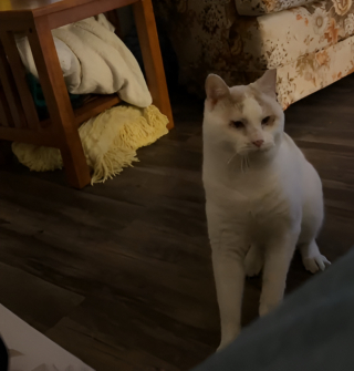 Illustration de l'article : Bien qu'aveugle, ce chat impressionne par son sens de l'orientation et sa technique pour sauter sur les meubles (vidéo)