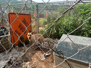 Illustration de l'article : Prétendant détenir un refuge, une femme gardait en réalité ses animaux sans eau ni ombre sur un terrain dans des conditions abominables