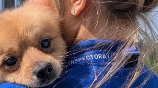 Illustration de l'article : Ils découvrent 80 chiens entassés dans une maison, dont certains installés dans des tiroirs