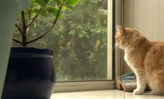 Illustration de l'article : « Au début, j'ai pensé que c'était une blague », son chat commet plusieurs délits, elle doit comparaître devant le tribunal