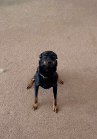 Illustration de l'article : Rattrapé par son instinct, ce chien de berger tente de contrôler son congénère qui lui rappelle un mouton (vidéo)