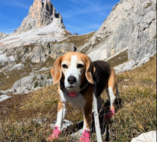 Illustration de l'article : Le pari fou d’un couple, qui économise pendant près de 10 ans et planifie un long voyage avec son chien