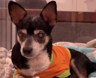 Illustration de l'article : Ce petit chien aveugle de 11 ans qui est à l’adoption déborde d’affection dès que quelqu’un lui accorde de l’attention (vidéo)