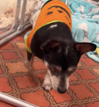 Illustration de l'article : Ce petit chien aveugle de 11 ans qui est à l’adoption déborde d’affection dès que quelqu’un lui accorde de l’attention (vidéo)