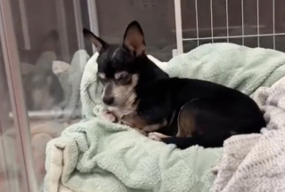 Illustration de l'article : Ce petit chien aveugle de 11 ans qui est à l’adoption déborde d’affection dès que quelqu’un lui accorde de l’attention (vidéo)