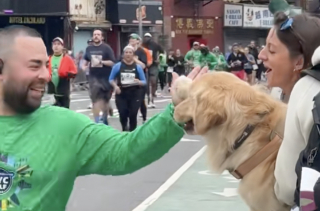 Illustration de l'article : Un Golden Retriever présent au marathon de New York est là pour encourager les coureurs à sa manière (vidéo)