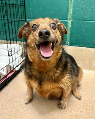 Illustration de l'article : Surnommé le « loup-garou patate », ce chien possède une habitude étrange qui lui permet de quitter le refuge en un éclair