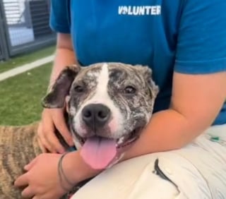 Illustration de l'article : Ses maîtres perdent leur logement et doivent la ramener au refuge 3 mois après son adoption, mais cette chienne reste pourtant pleine de vie