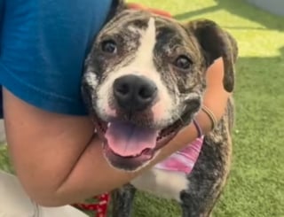 Illustration de l'article : Ses maîtres perdent leur logement et doivent la ramener au refuge 3 mois après son adoption, mais cette chienne reste pourtant pleine de vie