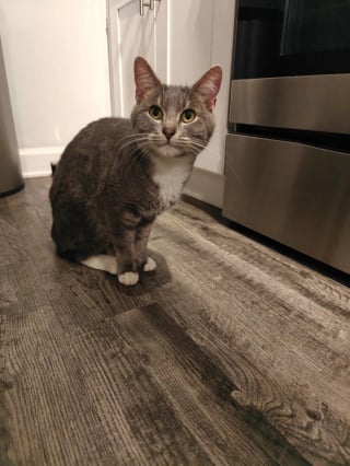 Illustration de l'article : "Il s’est invité dans mon appartement et m’a adoptée", un chat errant maigre et blessé décide de forcer son destin