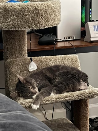 Illustration de l'article : "Il s’est invité dans mon appartement et m’a adoptée", un chat errant maigre et blessé décide de forcer son destin