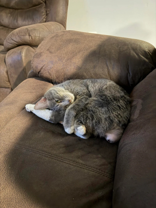 Illustration de l'article : "Il s’est invité dans mon appartement et m’a adoptée", un chat errant maigre et blessé décide de forcer son destin