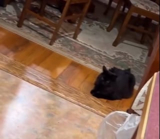 Illustration de l'article : « On a volé le chat de quelqu’un » : pendant une semaine, des pet-sitters s’occupent d’un chat qui n’est pas le bon 