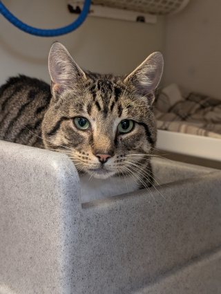 Illustration de l'article : Jugé parfait mais boudé à cause de sa maladie, le sida du chat (FIV), ce chat affectueux attendait simplement qu'on lui laisse une chance