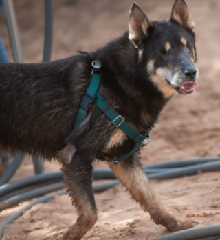 Illustration de l'article : Prisonnier de la douleur à cause de ses yeux, ce chien subit une opération radicale et retrouve sa joie de vivre