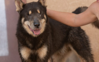 Illustration de l'article : Prisonnier de la douleur à cause de ses yeux, ce chien subit une opération radicale et retrouve sa joie de vivre