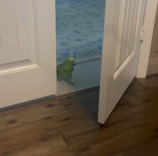Illustration de l'article : Trop petit pour pousser la porte, ce perroquet attend patiemment que son ami chien fasse le travail à sa place (vidéo)
