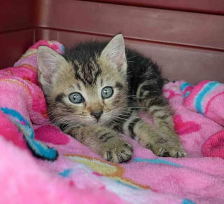 Illustration de l'article : Minuscule et tenant dans le creux de la main, ce chaton lance un regard implorant qui fait craquer sa soigneuse (vidéo)