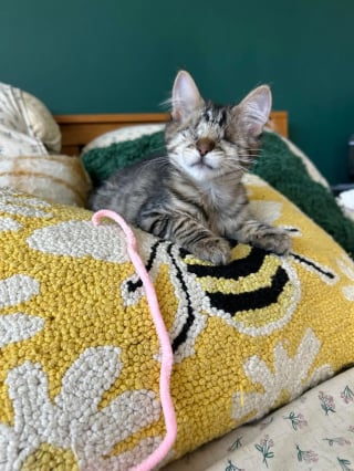 Illustration de l'article : « Elle joue mieux que les voyants », devenu aveugle à 3 mois à cause d’une maladie congénitale, ce chaton impressionne ses maîtres