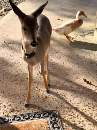 Illustration de l'article : Protégé des chasseurs, un jeune cerf trouve refuge auprès d'un duo de chiens et partage leur panier (vidéo)