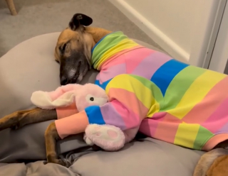 Illustration de l'article : Après son abandon, une ancienne chienne de course retrouve douceur et sécurité auprès d'une peluche (vidéo)