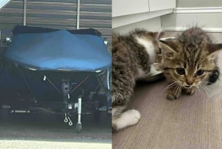 Illustration de l'article : 3 chatons livrés à eux-mêmes finissent par trouver amour et sécurité auprès d’un trio de bienfaiteurs