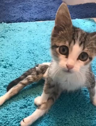 Illustration de l'article : « Il sait tout faire », paralysé des pattes arrière, cet ex-chat errant transforme son handicap en force avec l'aide de sa sauveuse