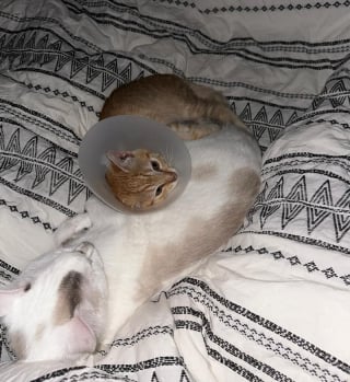 Illustration de l'article : Après la perte d’une de ses pattes, ce chaton trouve le réconfort auprès d’une maman d’adoption (vidéo)