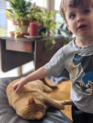 Illustration de l'article : Un chat doit aider son petit frère humain à devenir propre, mais les choses ne se passent pas comme prévu