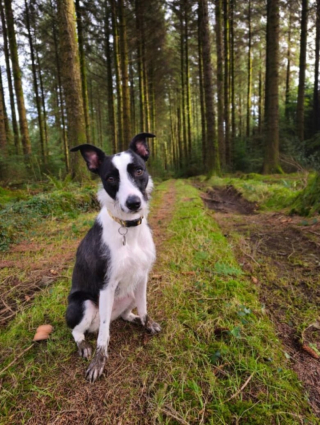 Illustration de l'article : Négligée et maltraitée pendant plusieurs années, cette adorable chienne trouve enfin le bonheur auprès de sa famille d’accueil
