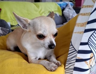 Illustration de l'article : Le 2e Chihuahua disparu lors d'un accident de voiture dans l'Indre a été retrouvé à son tour, la famille est soulagée et au complet