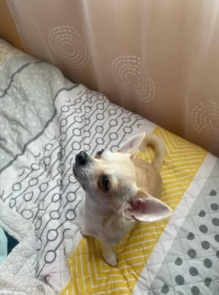 Illustration de l'article : Le 2e Chihuahua disparu lors d'un accident de voiture dans l'Indre a été retrouvé à son tour, la famille est soulagée et au complet