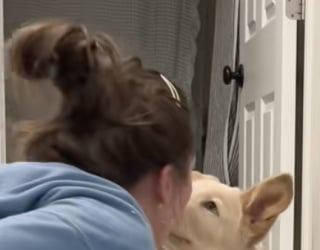 Illustration de l'article : Cette chienne à 3 pattes accepte de manger seulement après avoir reçu un baiser de la part de sa nouvelle maman (vidéo)